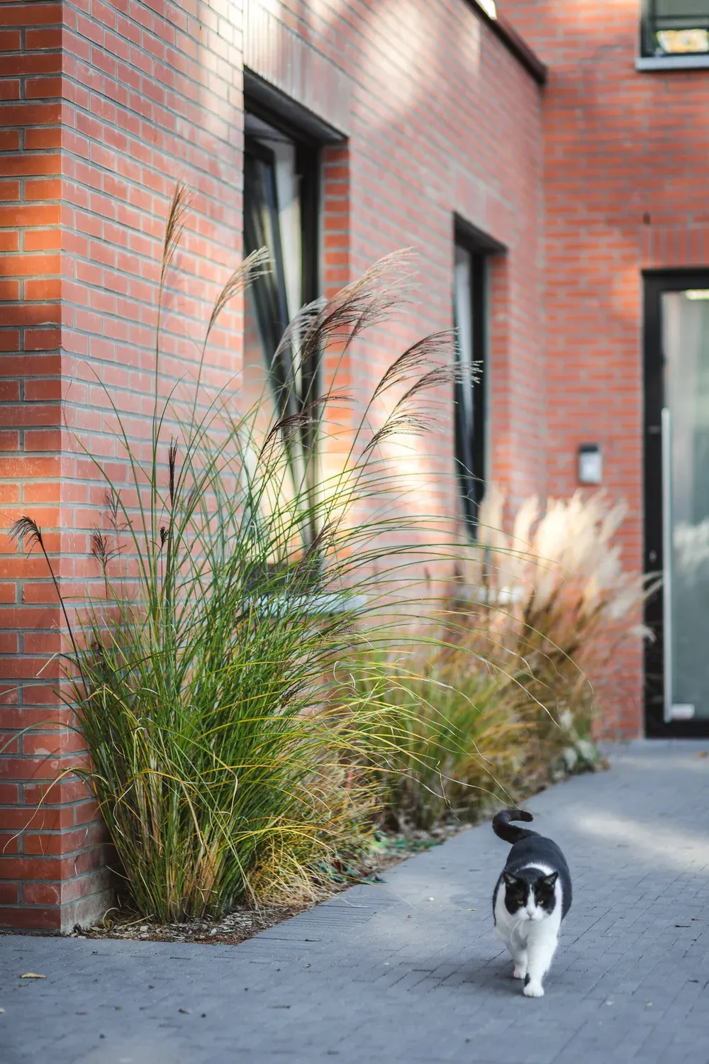 Chemin d’entrée planté avec un chat marchant entre les murs en brique